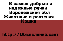В самые добрые и надежные ручки) - Воронежская обл. Животные и растения » Кошки   